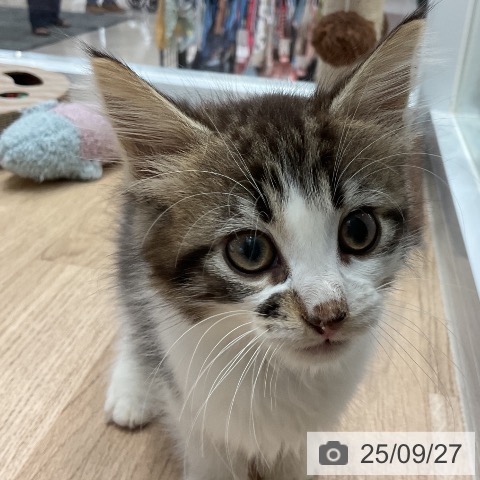 ノルウェージャンフォレストキャットの写真