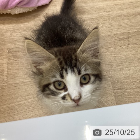 ノルウェージャンフォレストキャットの写真