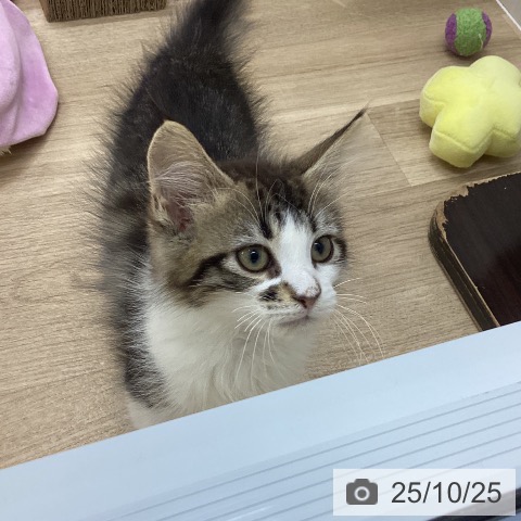 ノルウェージャンフォレストキャットの写真