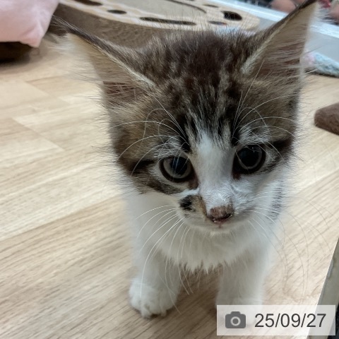 ノルウェージャンフォレストキャットの写真