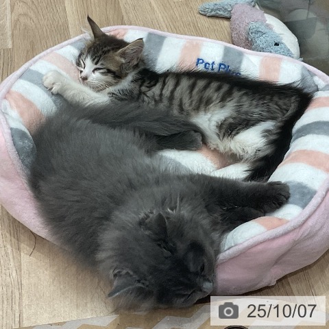 ノルウェージャンフォレストキャットの写真