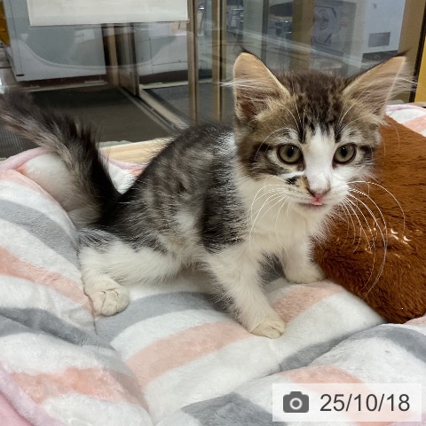 ノルウェージャンフォレストキャットの写真