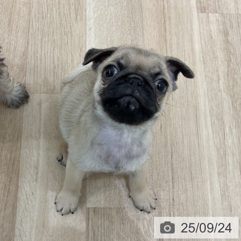 パグの写真