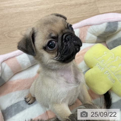 パグの写真