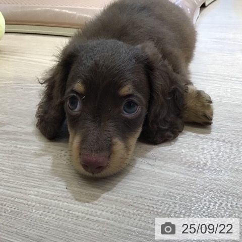ミニチュア・ダックスフンドの写真