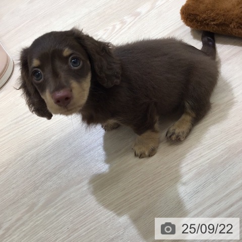 ミニチュア・ダックスフンドの写真