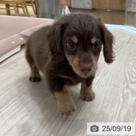 ミニチュア・ダックスフンドの写真