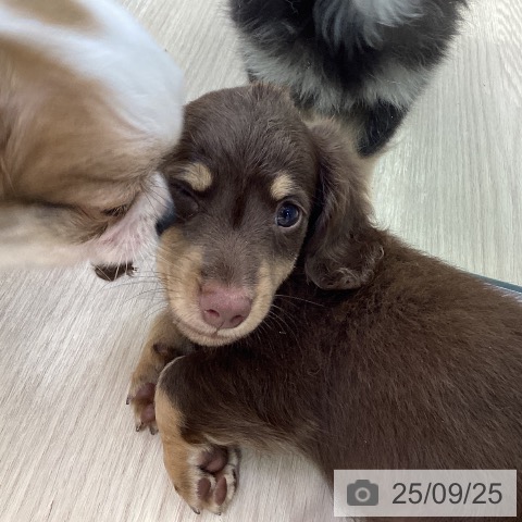 ミニチュア・ダックスフンドの写真