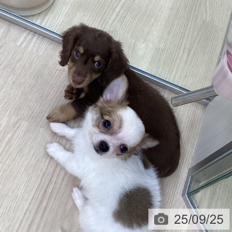 ミニチュア・ダックスフンドの写真