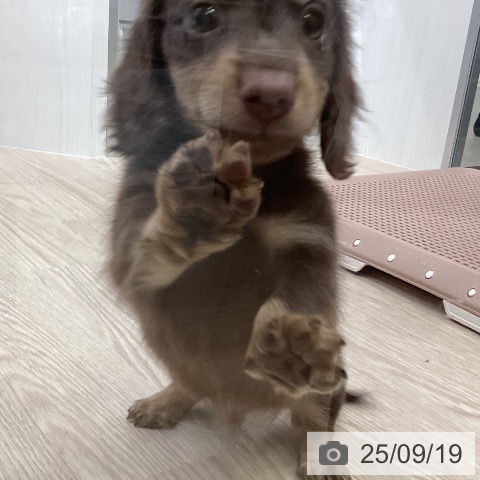 ミニチュア・ダックスフンドの写真