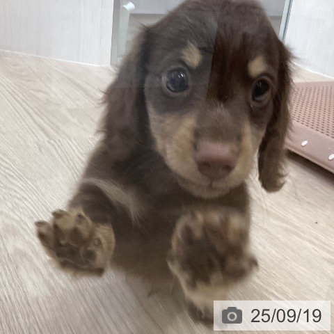 ミニチュア・ダックスフンドの写真