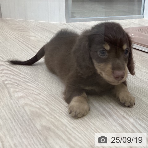 ミニチュア・ダックスフンドの写真