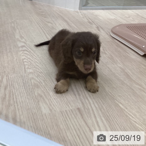 ミニチュア・ダックスフンドの写真