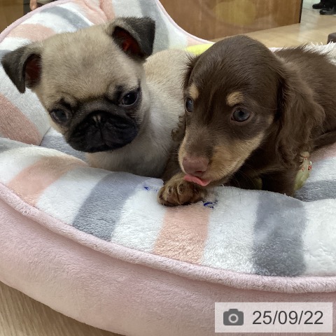 ミニチュア・ダックスフンドの写真