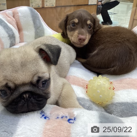 ミニチュア・ダックスフンドの写真