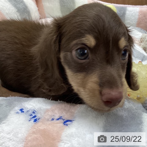 ミニチュア・ダックスフンドの写真