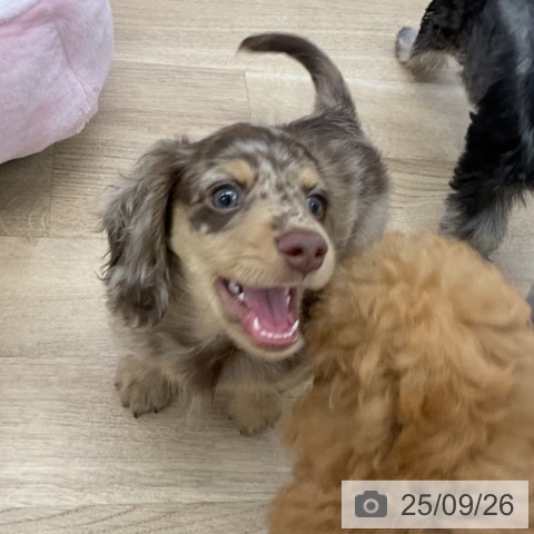 ミニチュア・ダックスフンドの写真