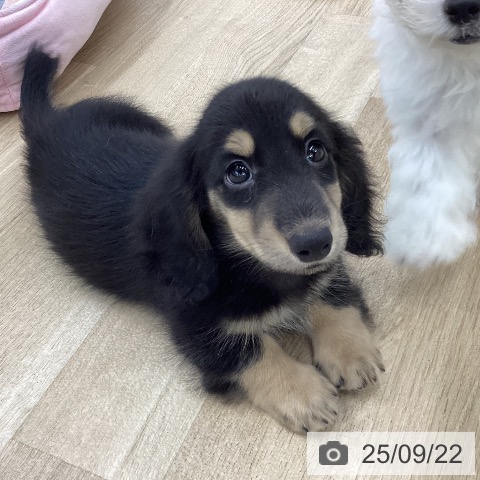 ミニチュア・ダックスフンドの写真