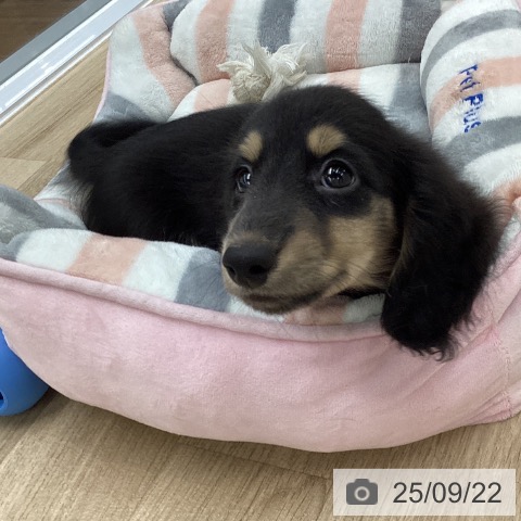 ミニチュア・ダックスフンドの写真