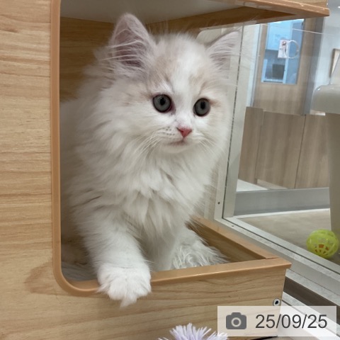 サイベリアンの写真