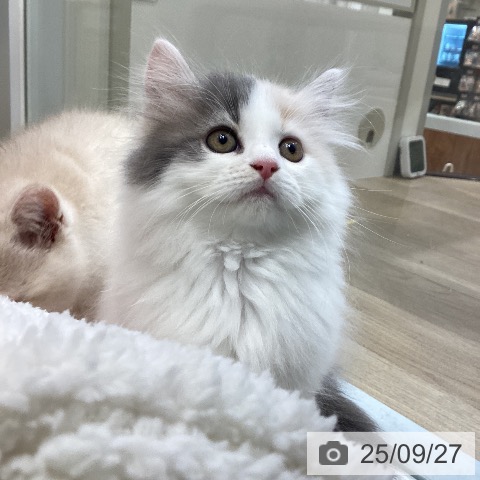サイベリアンの写真