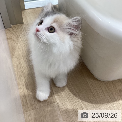 サイベリアンの写真