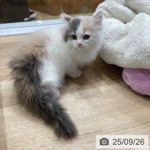 サイベリアンの写真