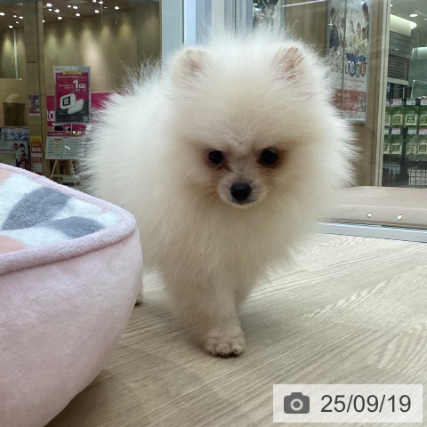 ポメラニアンの写真