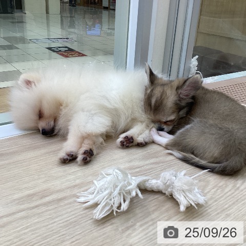 ポメラニアンの写真