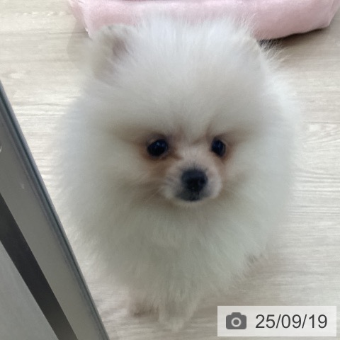 ポメラニアンの写真
