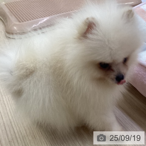 ポメラニアンの写真