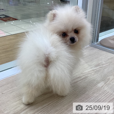ポメラニアンの写真