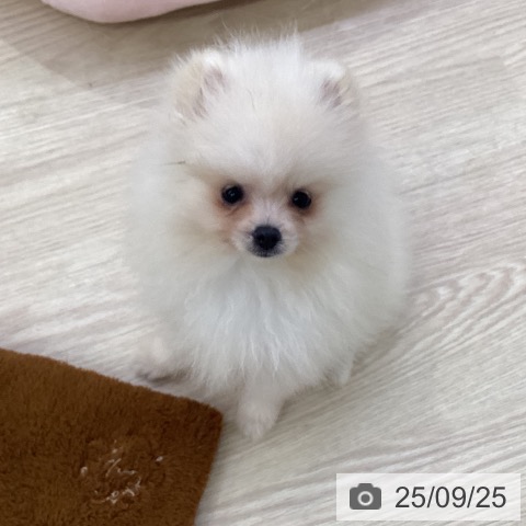 ポメラニアンの写真