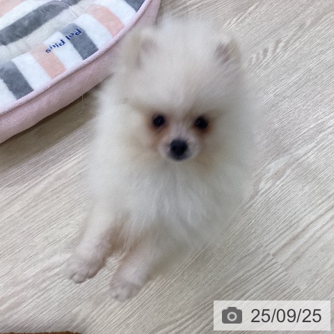 ポメラニアンの写真