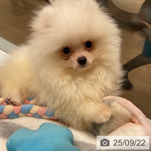 ポメラニアンの写真