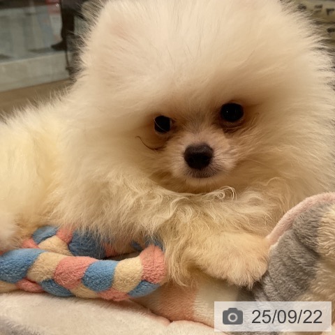 ポメラニアンの写真