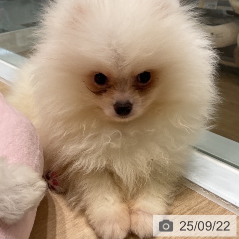 ポメラニアンの写真