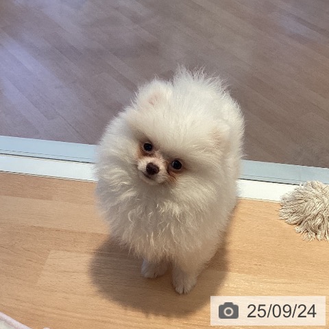 ポメラニアンの写真