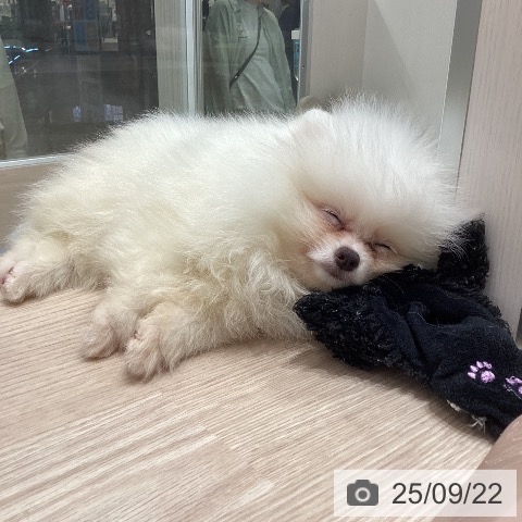 ポメラニアンの写真