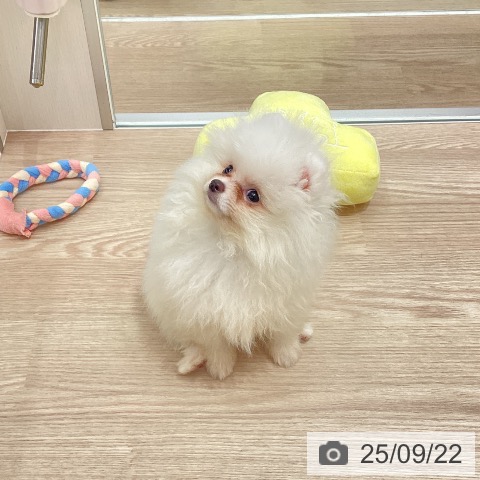 ポメラニアンの写真