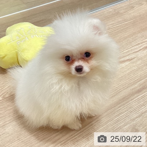 ポメラニアンの写真