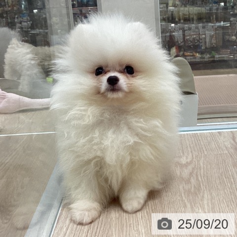 ポメラニアンの写真