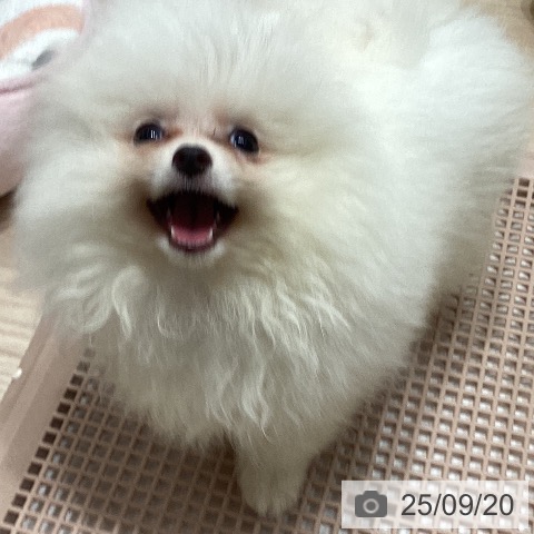 ポメラニアンの写真