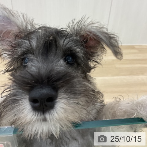 ミニチュア・シュナウザーの写真