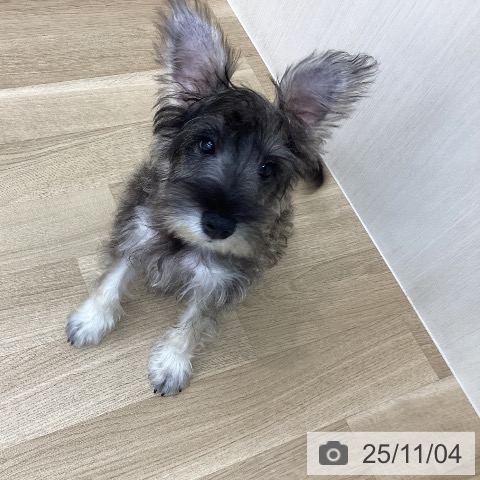 ミニチュア・シュナウザーの写真