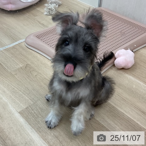 ミニチュア・シュナウザーの写真