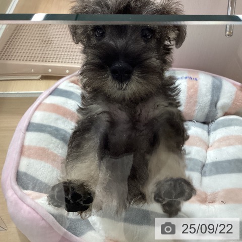 ミニチュア・シュナウザーの写真