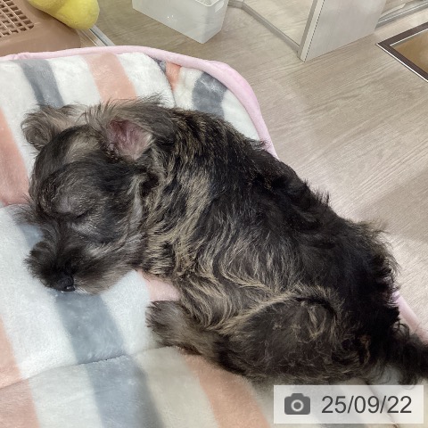 ミニチュア・シュナウザーの写真