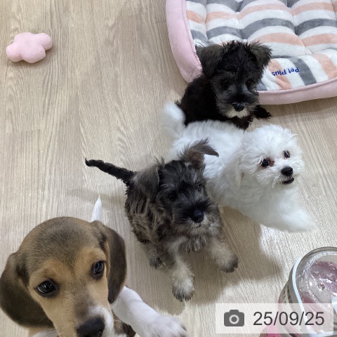 ミニチュア・シュナウザーの写真