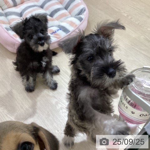 ミニチュア・シュナウザーの写真